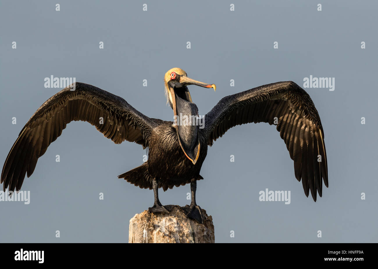 Brauner Pelikan (Pelecanus Occidentalis), Gähnen, Galveston, Texas, USA. Stockfoto