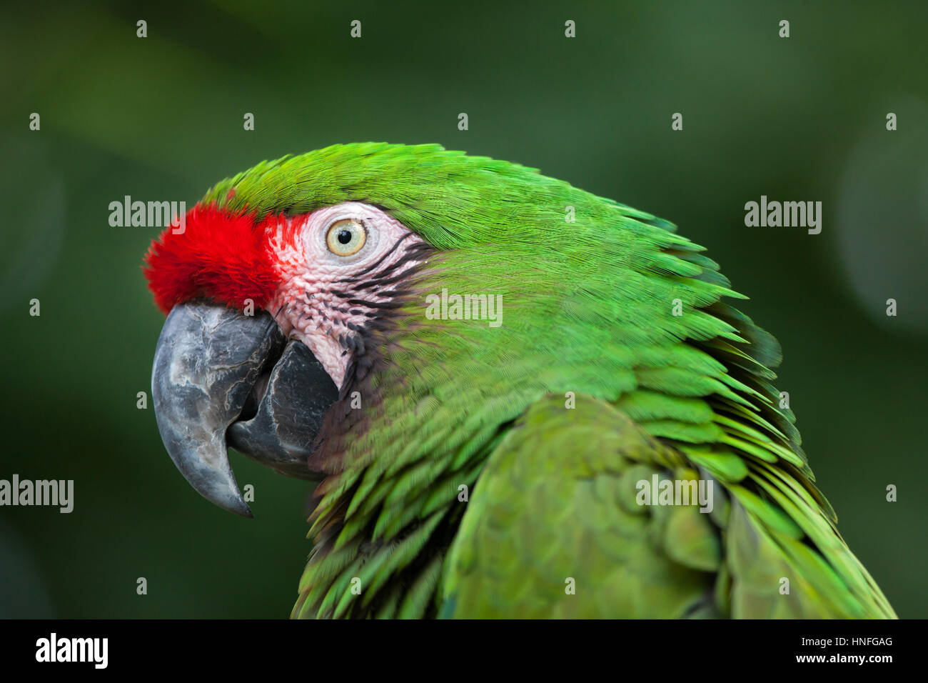 Grüne Soldatenara (Ara Militaris). Stockfoto