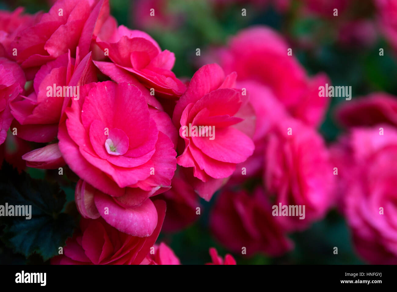 Natur Blumen Hintergrund lebhaft rosa Begonia Frühlingsblume nahe selektiven Fokus Weichzeichner verschwimmen Blumen Hintergrund Stockfoto