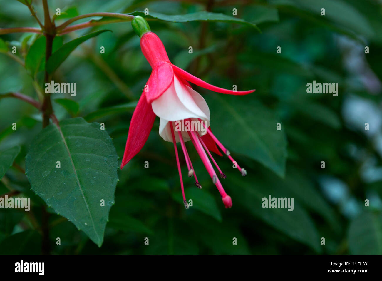 Rosa und weiße Fuchsia Blume Blüte Nahaufnahme selektiven Fokus Weichzeichner Hintergrundunschärfe grüne horizontale Platzierung Stockfoto