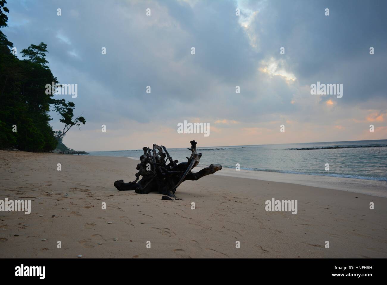 Holz melden Sie sich an Strand Stockfoto