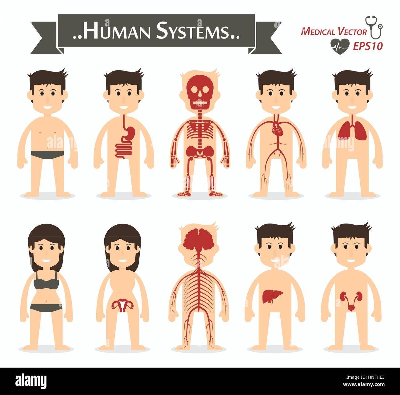 Menschliche Systeme (Magen-Darm- oder Verdauung, Skelett, Herz-Kreislauf- oder Herz-Kreislauf, Atemwege, gynäkologische, neurologische, Artischockenblättern Stock Vektor