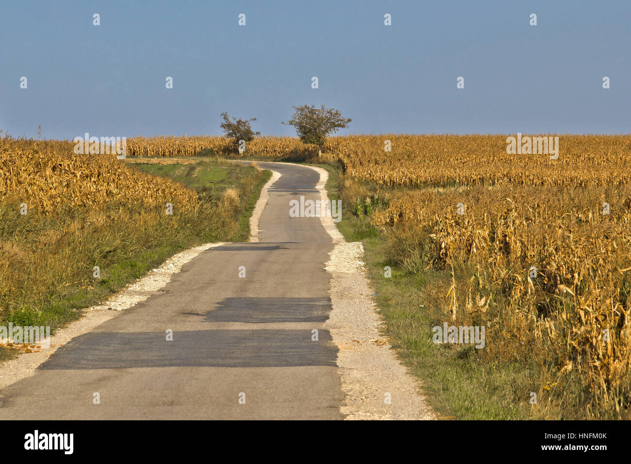 Schöne Landschaft Straße durch goldene Weizenfelder unter blauem Himmel Stockfoto