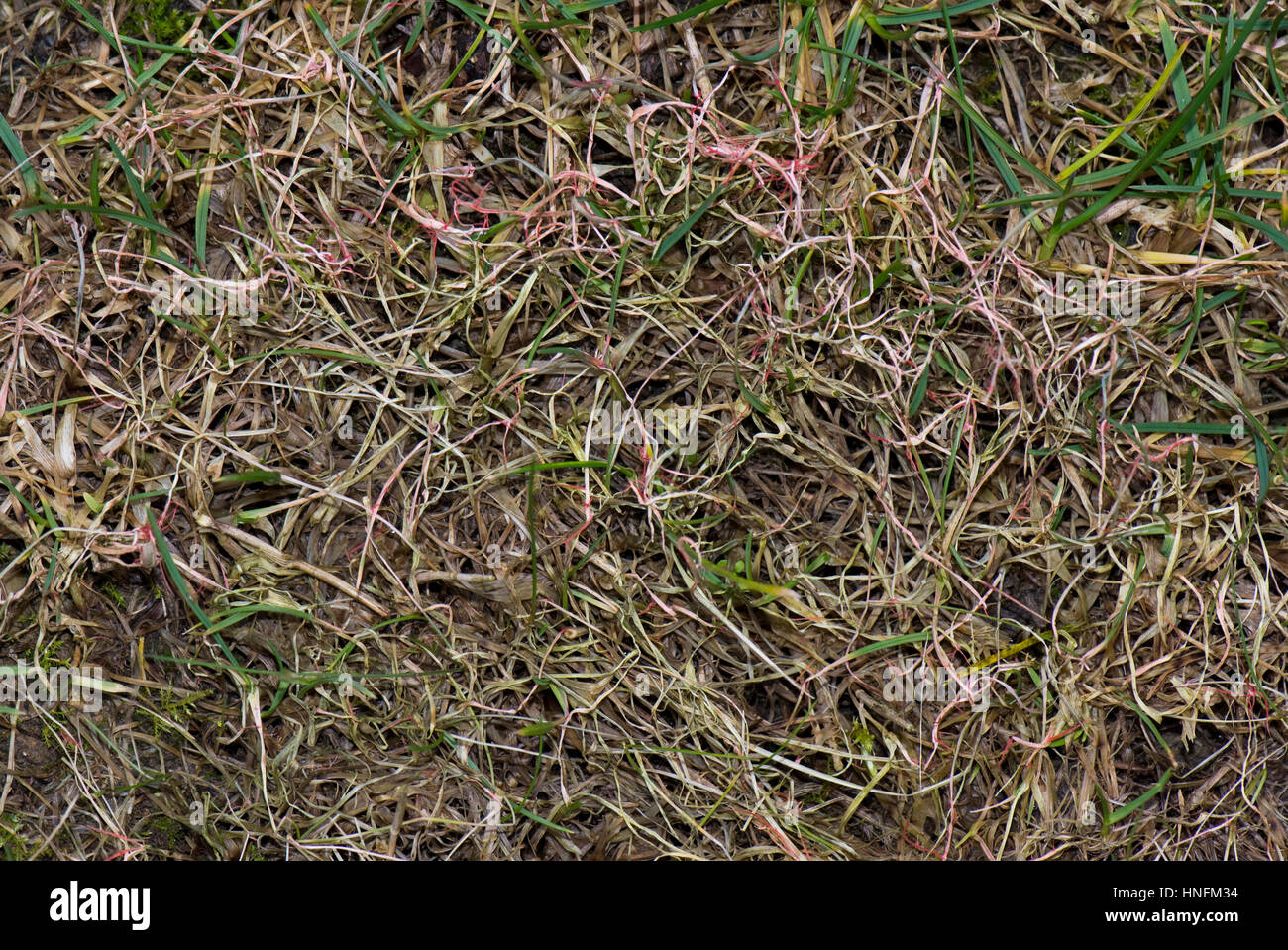 Roter Faden, Laetisaria Fuciformis, Schäden und Stromata aus der Krankheit auf dem Rasen Rasen Stockfoto