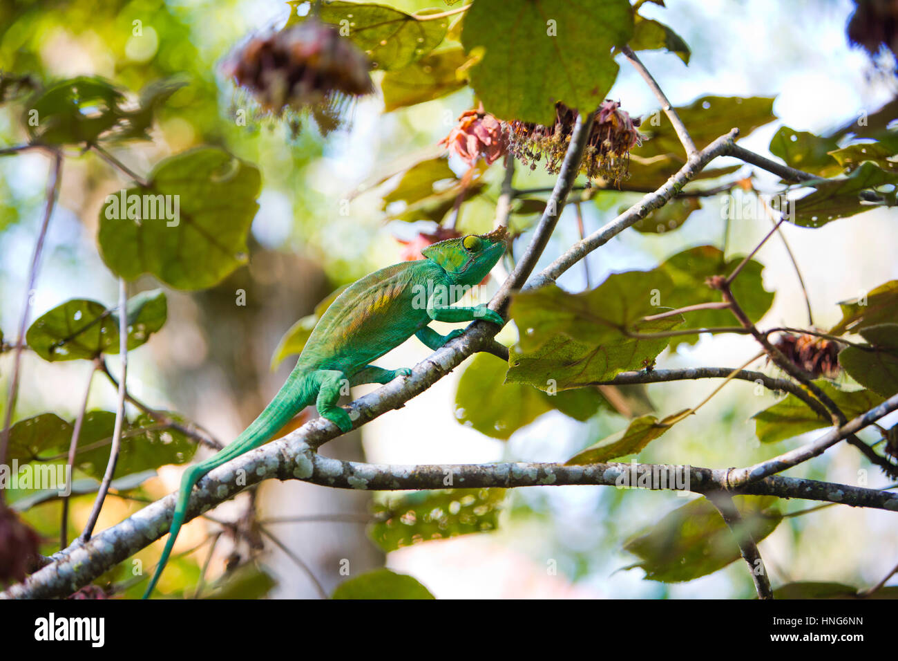 Chamäleon klettern einen Ast im Vakoma Nationalpark in Madagaskar. Madagaskar ist Heimat für etwa die Hälfte der weltweit rund 150 Arten von Chamäleons, Stockfoto