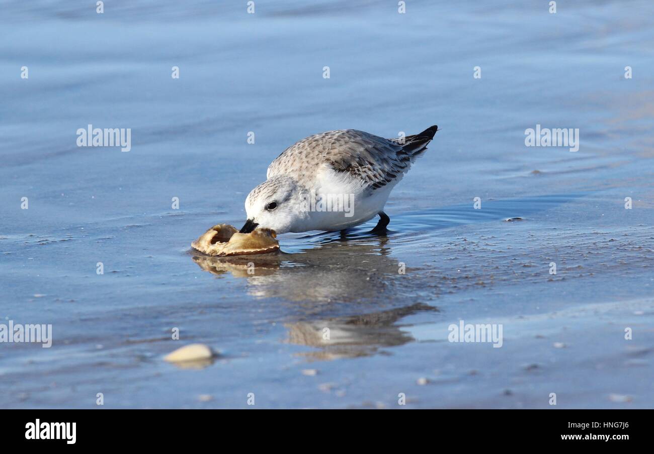 Ein Sanderling Fütterung auf eine Krabbe bei Ebbe im winter Stockfoto