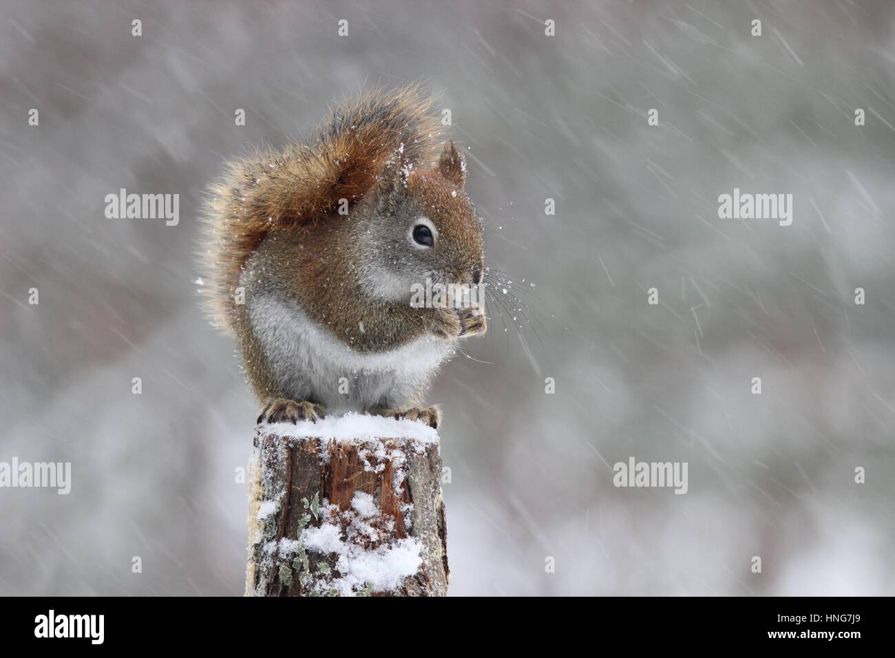Eine amerikanische rote Eichhörnchen in einem Schneesturm winter Stockfoto