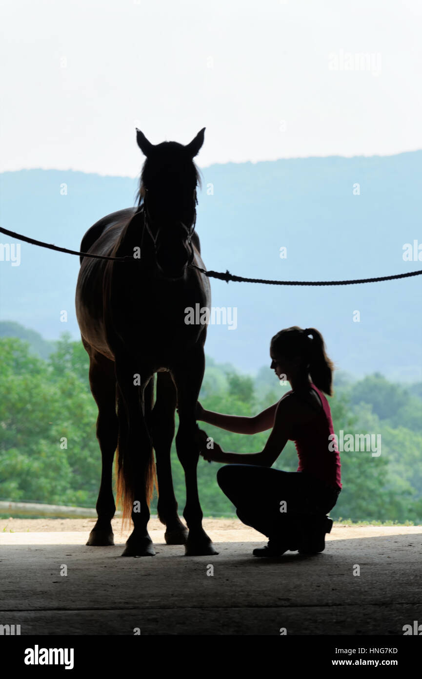 Junge Frau mit Pferd in Schwellen in offenen Scheunentor Silhouette Pflege und Bürsten das Tier Beine. Stockfoto