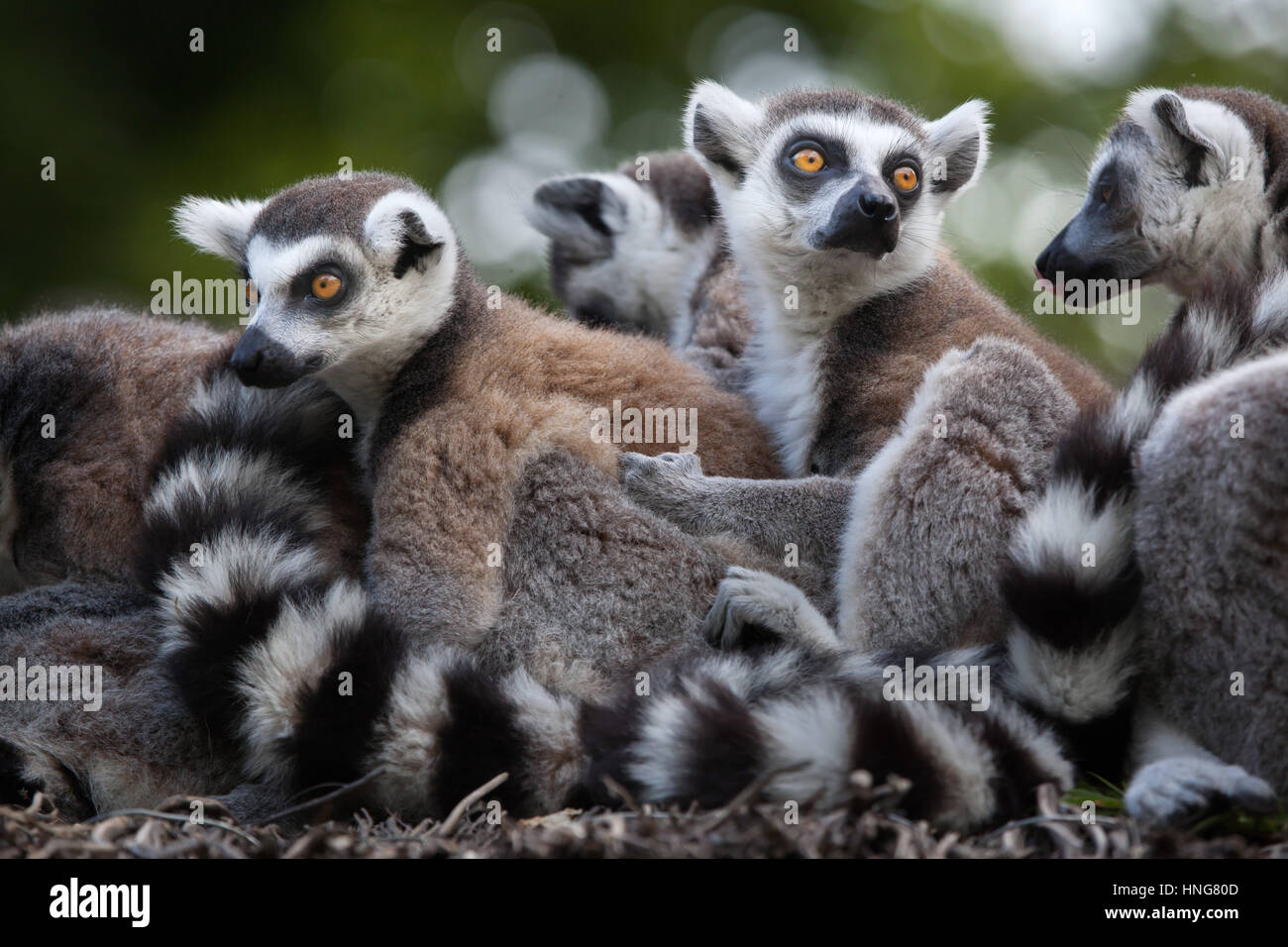 Katta (Lemur Catta) im La Fleche Zoo im Loire-Tal, Frankreich. Stockfoto
