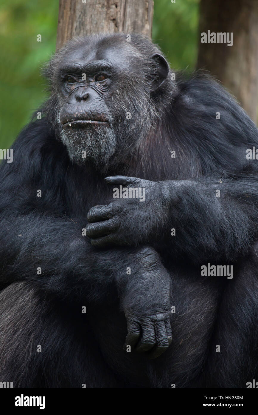 Gemeinsame Schimpanse (Pan Troglodytes), auch bekannt als robuste Schimpansen im Zoo von La Fleche im Loire-Tal, Frankreich. Stockfoto
