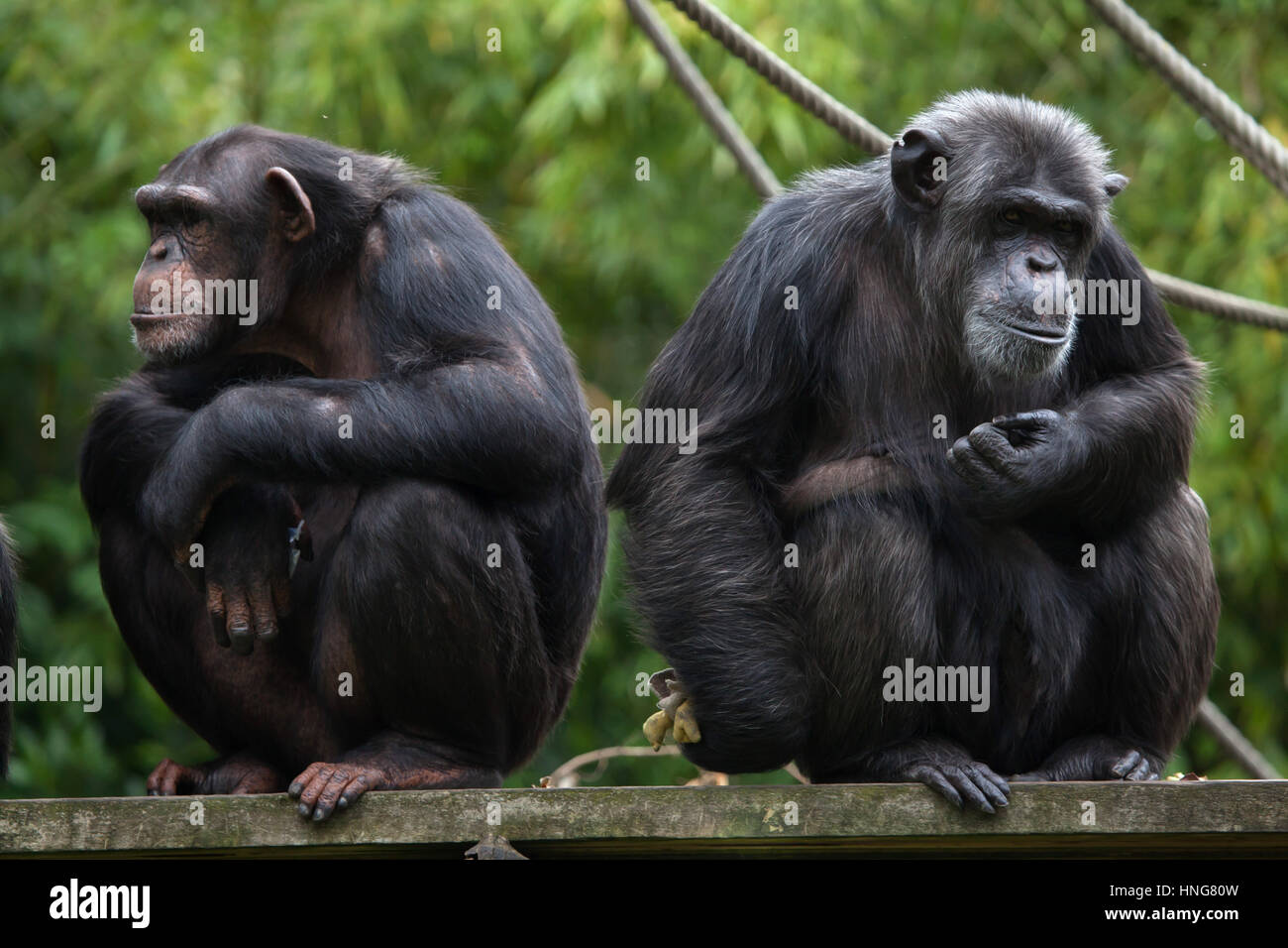 Gemeinsame Schimpanse (Pan Troglodytes), auch bekannt als robuste Schimpansen im Zoo von La Fleche im Loire-Tal, Frankreich. Stockfoto
