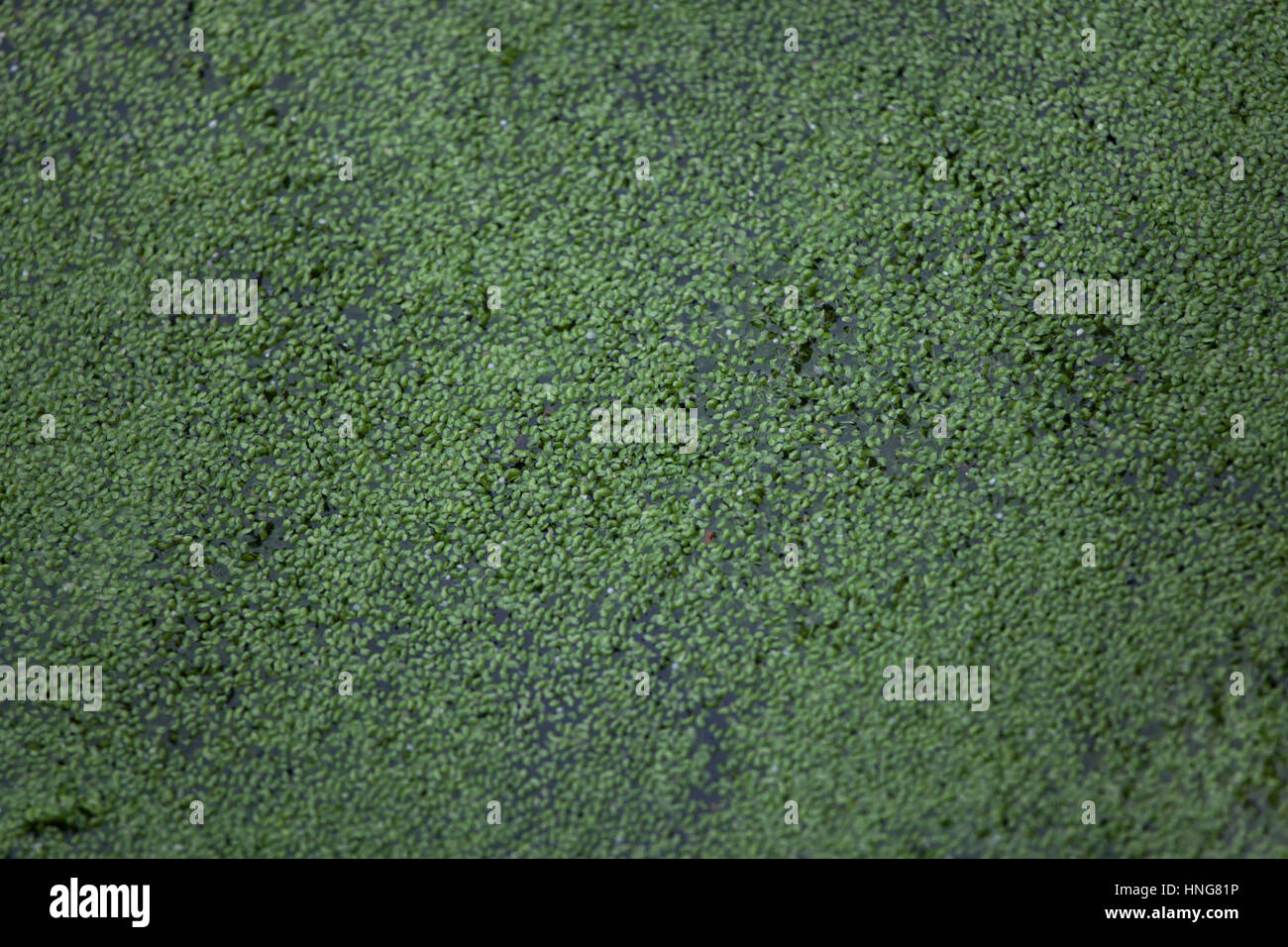 Gemeinsamen Wasserlinsen (Lemna minor). Full-Frame-Struktur. Stockfoto