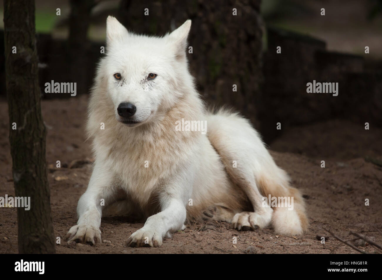 Polarwolf (Canis Lupus Arctos), auch bekannt als der Melville-Insel Wolf. Stockfoto