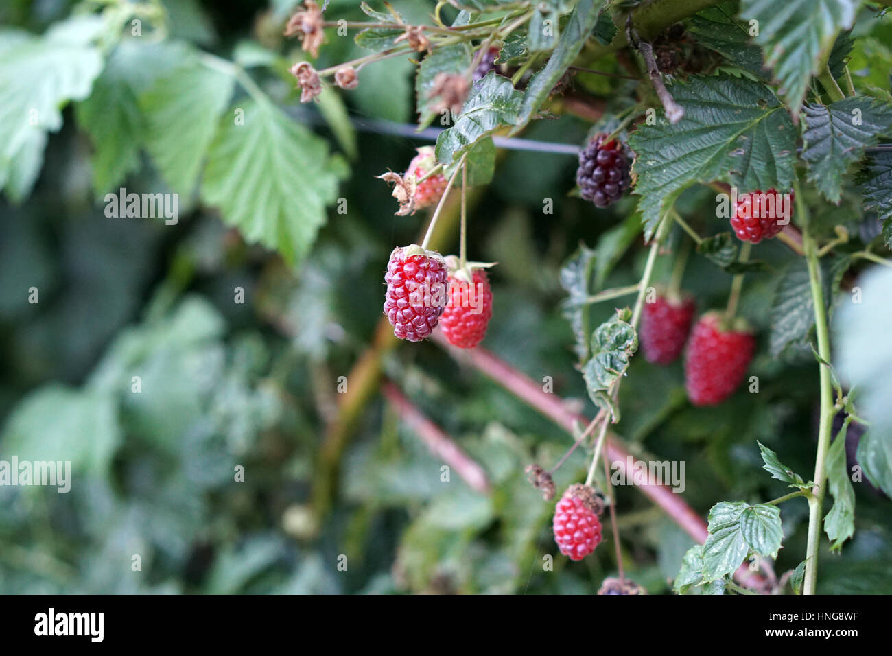 Unreife Brombeeren im Garten wächst Stockfoto