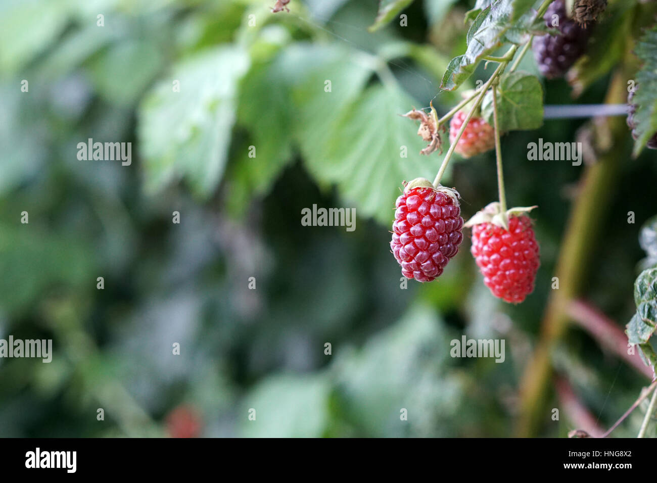 Unreife Brombeeren im Garten wächst Stockfoto