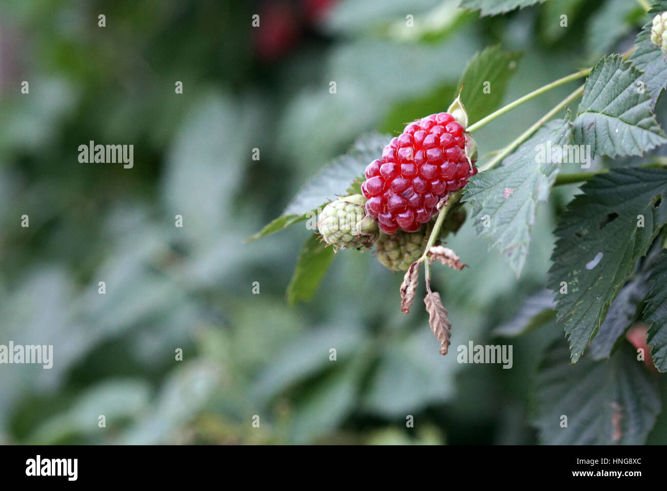 Unreife Brombeeren im Garten wächst Stockfoto
