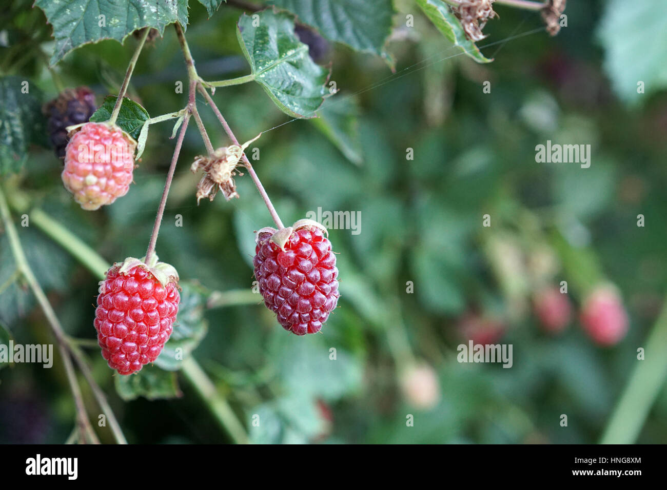 Unreife Brombeeren im Garten wächst Stockfoto