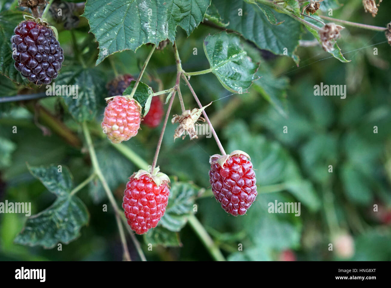 Unreife Brombeeren im Garten wächst Stockfoto