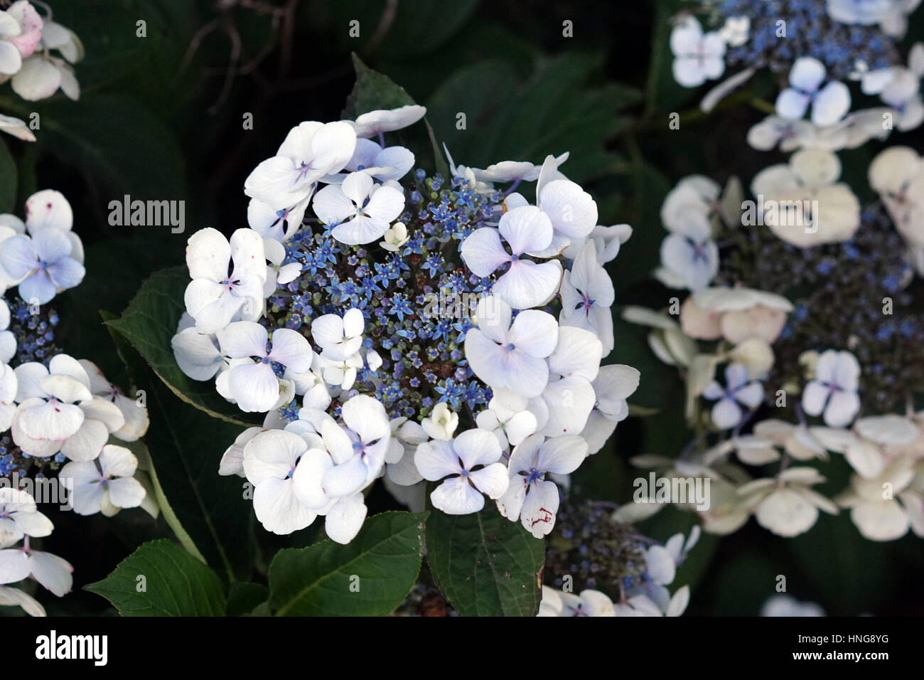 Blasse Blaue Hortensie Blumen und Busch im Garten Stockfotografie Alamy
