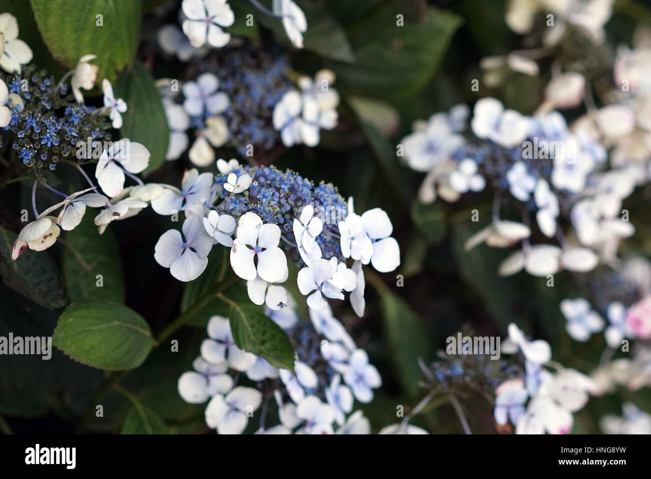 Blasse Blaue Hortensie Blumen und Busch im Garten Stockfotografie Alamy