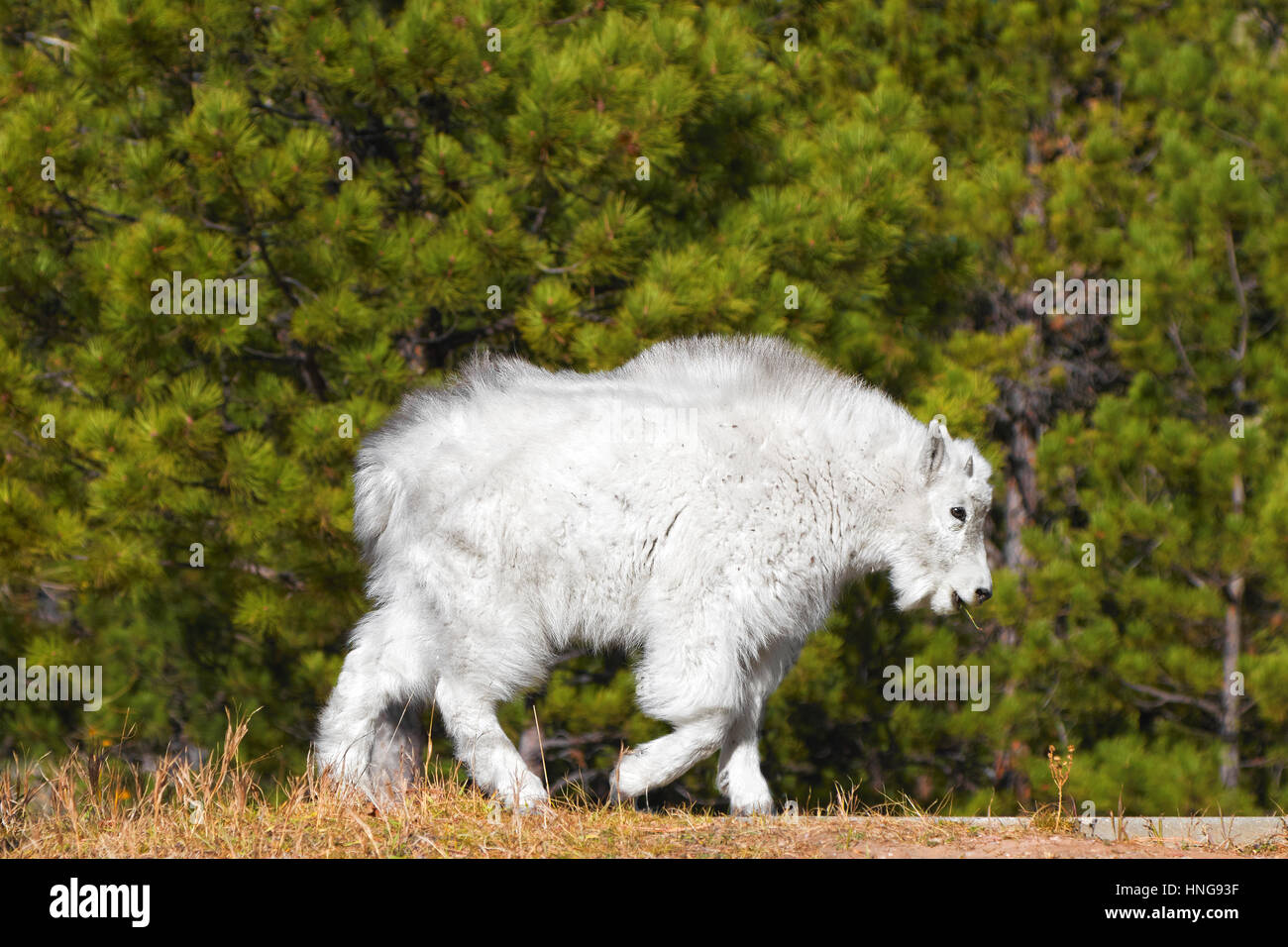 Jungen Bergziege im Mount Rushmore National Monument, South Dakota, USA. Stockfoto