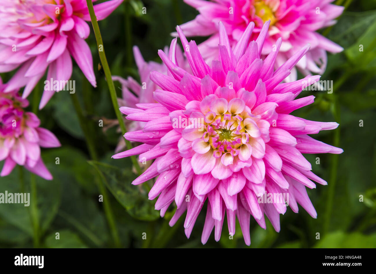 Große rosa Dahlie Kopf Nahaufnahme in einen Garten. Stockfoto