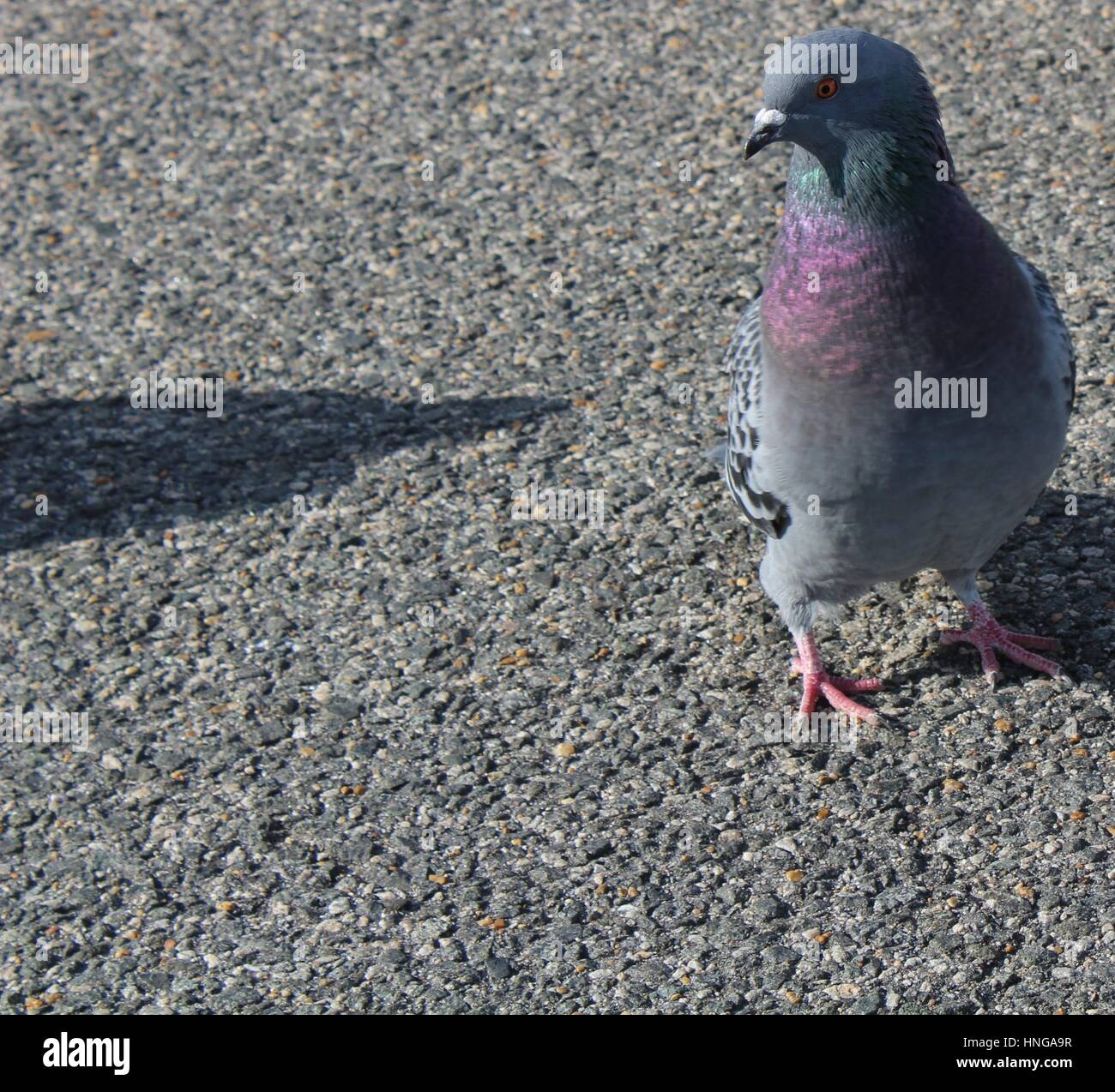 Vogel Stockfoto