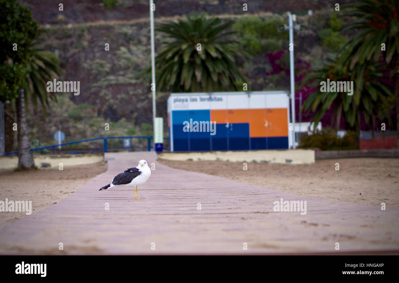 einsamer Vogel Stockfoto