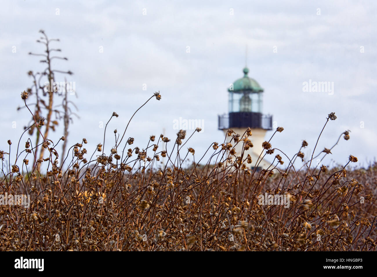 Der Pinsel wird rund um den Point Loma Lighthouse in San Diego, Kalifornien. Stockfoto