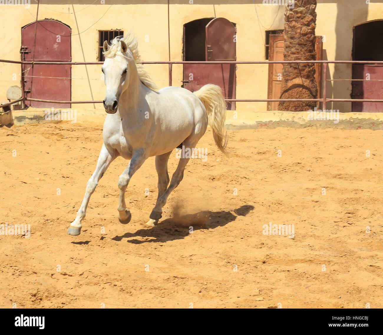 Arabisches Pferd in einer sandigen Ranch / featuring Araberhengst in einem sandigen Feld im sonnigen Tag Stockfoto