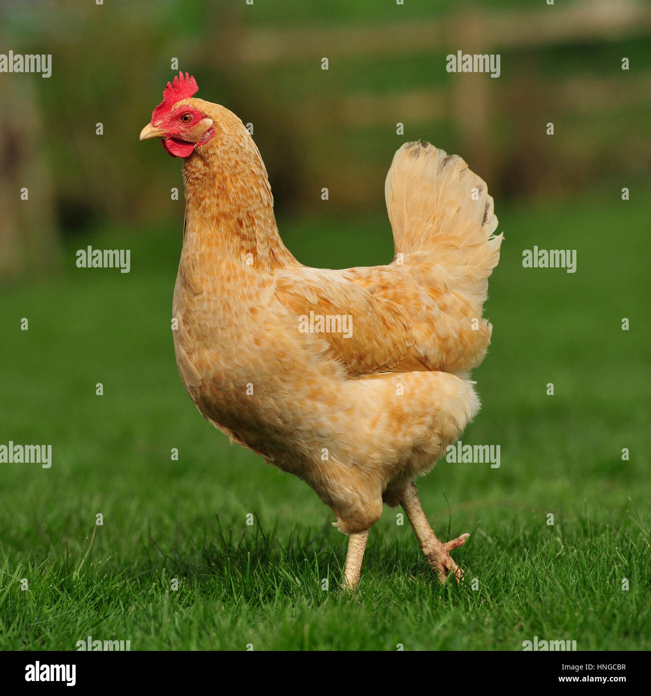 Maran Huhn Stockfotos und -bilder Kaufen - Alamy