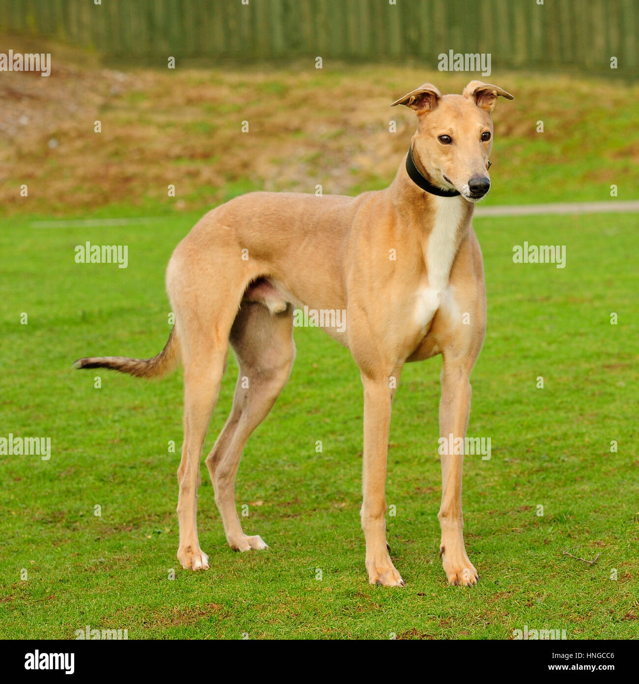 Windhund Stockfoto