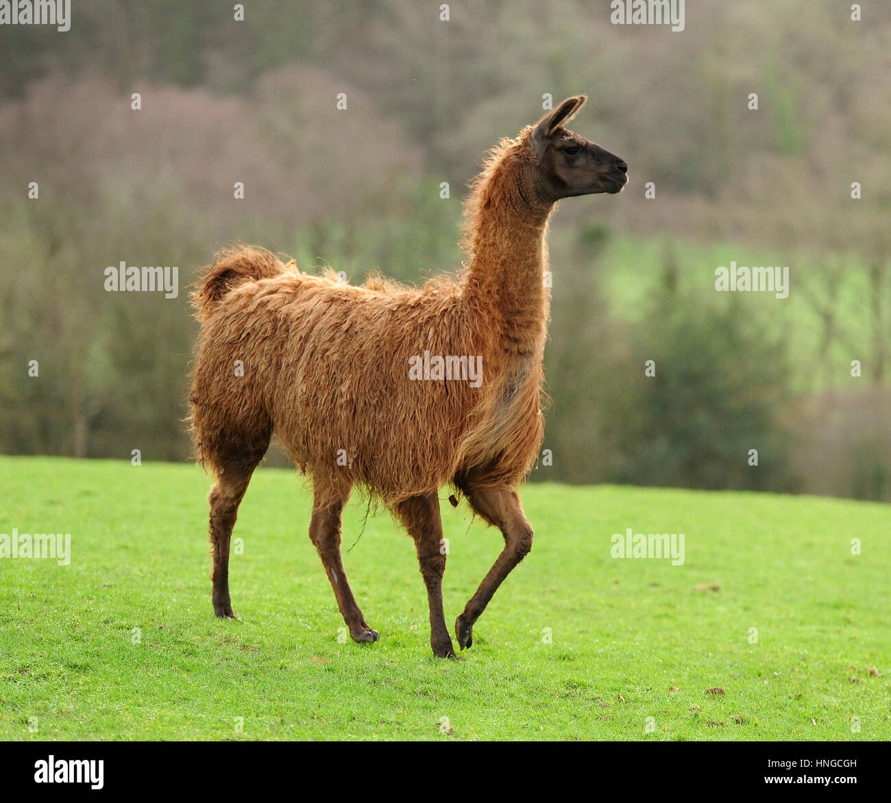 Lama hat Fotos und Bildmaterial in hoher Auflösung Alamy