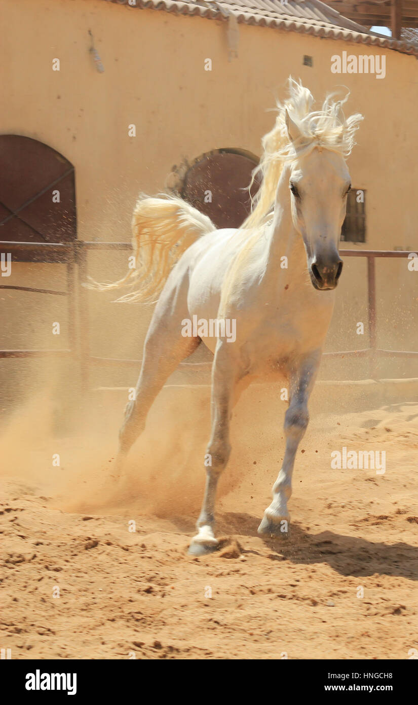 Arabisches Pferd in einer sandigen Ranch / featuring Araberhengst in einem sandigen Feld im sonnigen Tag Stockfoto