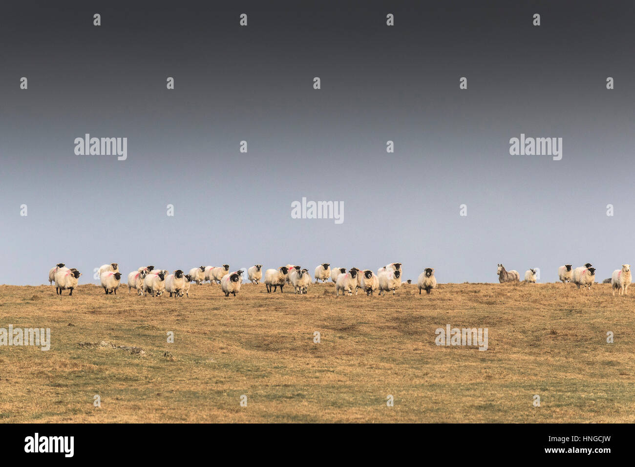 Eine Herde von Scottish Blackface Schafe auf grobe Tor, Bodmin Moor in Cornwall. Stockfoto