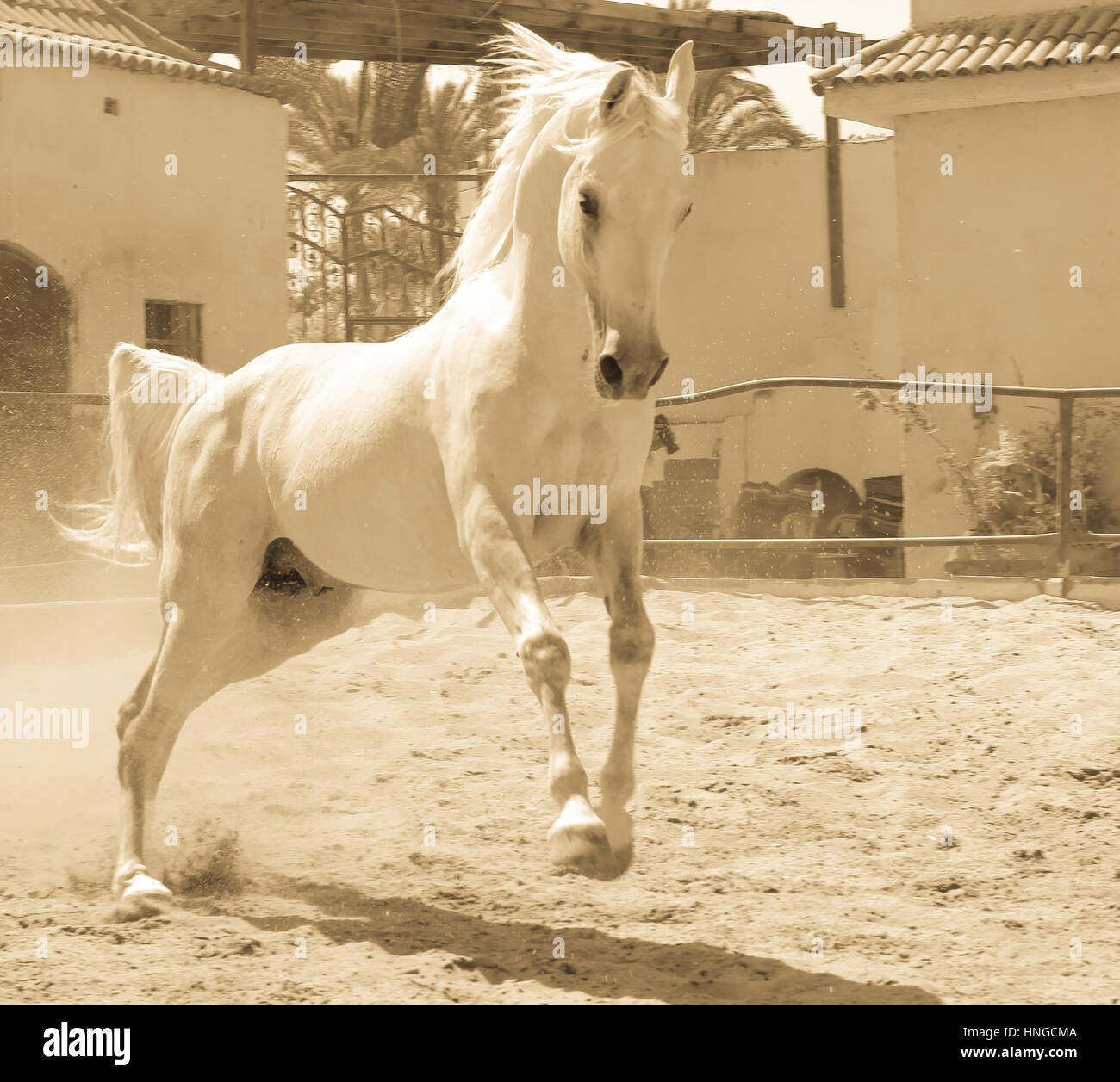 Arabisches Pferd in einer sandigen Ranch / featuring Araberhengst in einem sandigen Feld im sonnigen Tag Stockfoto