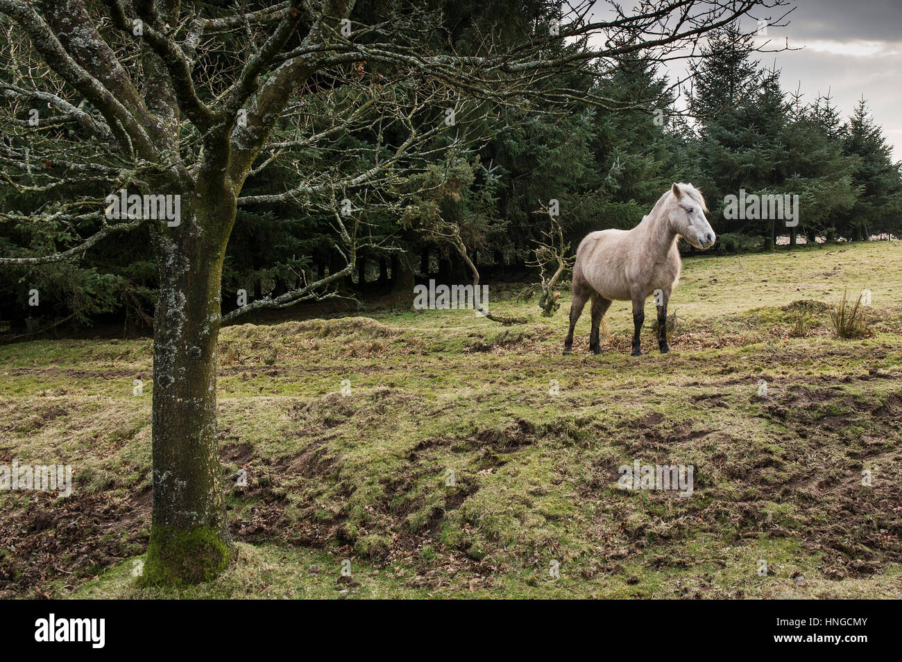 Ein wildes Pony Bodmin Moor steht im rauen Lebensraum von groben Tor auf Bodmin Moor in Cornwall. Stockfoto