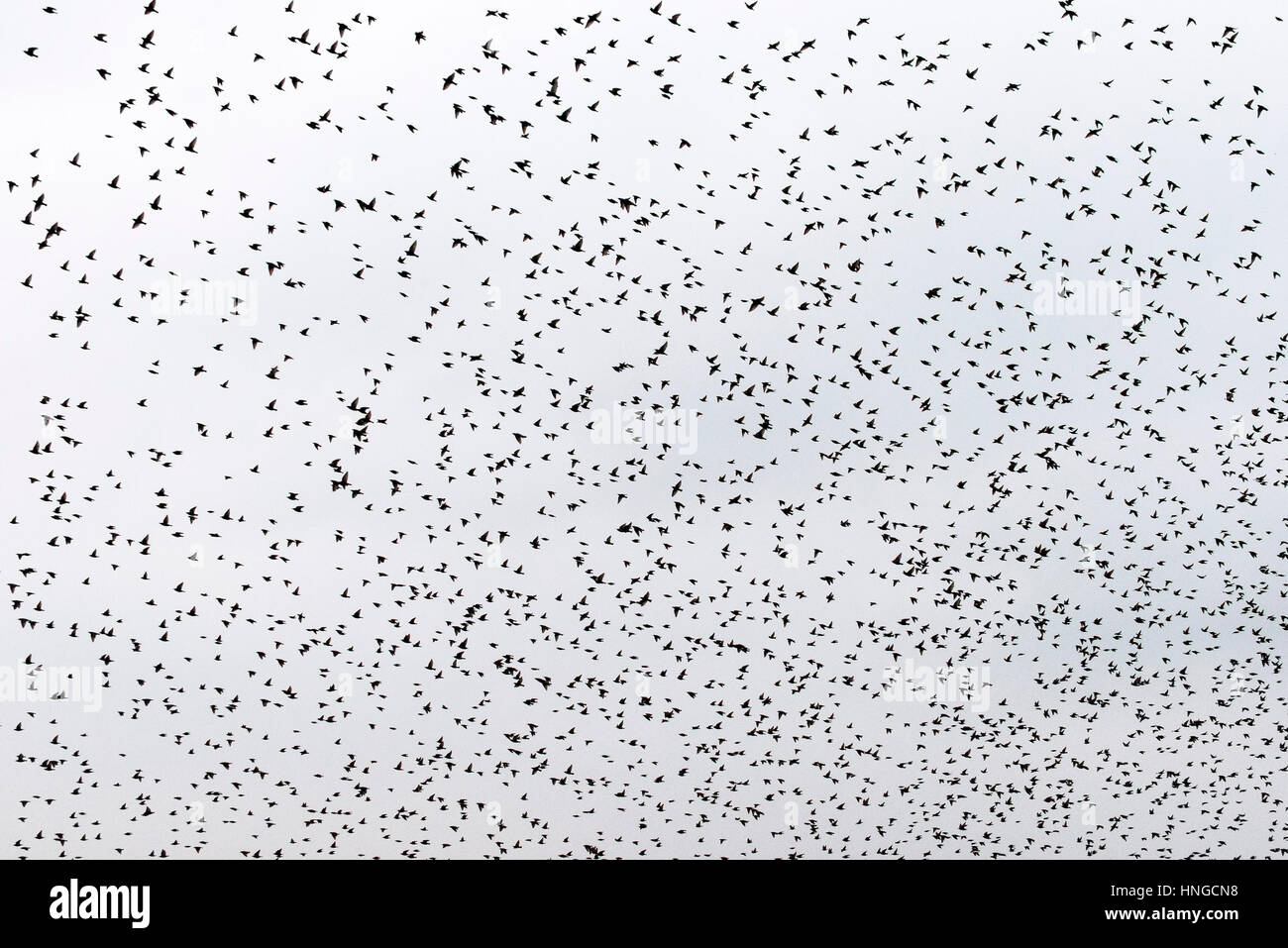 Eine große Herde von Stare fliegen overhead. Murmuration. Stockfoto