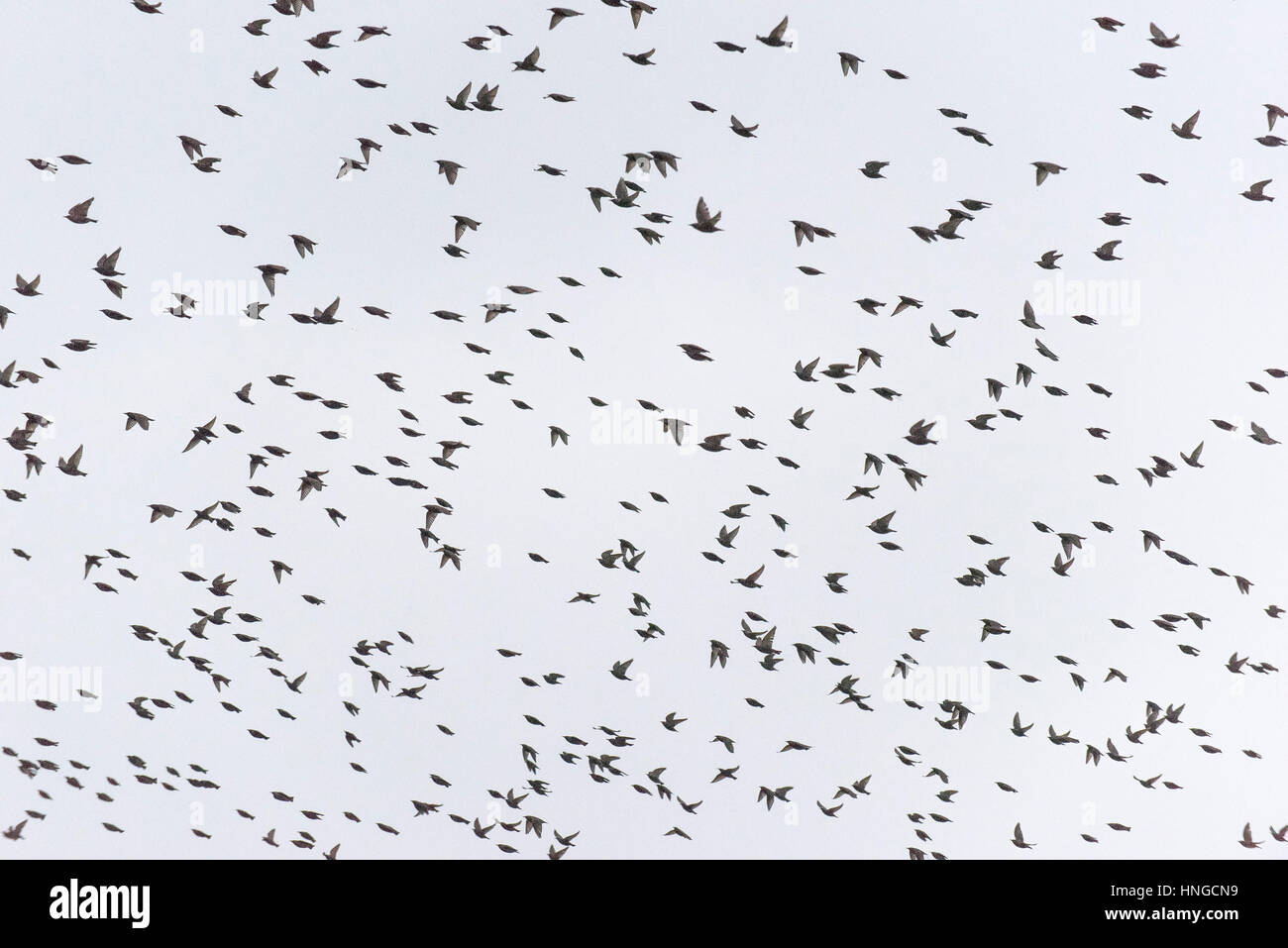 Eine große Herde von Stare fliegen overhead. Stockfoto