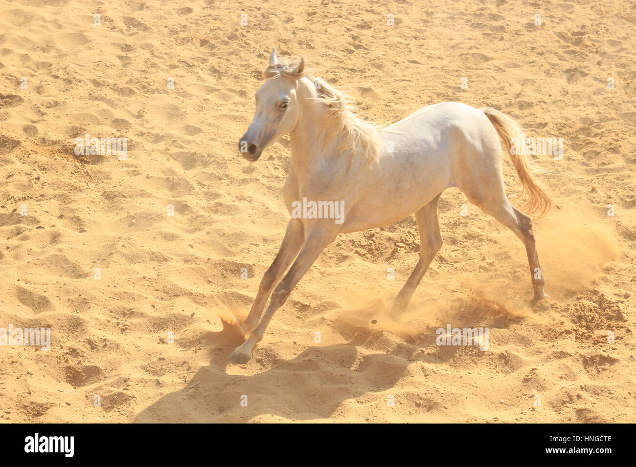 Arabisches Pferd in einer sandigen Ranch / featuring Araberhengst in einem sandigen Feld im sonnigen Tag Stockfoto