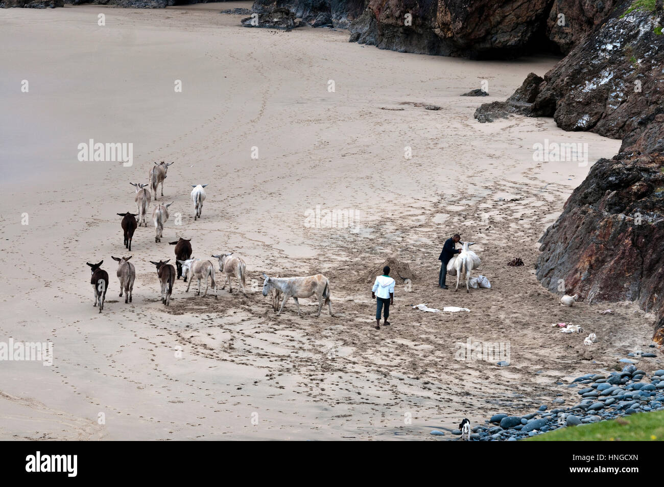 Lokalen jungen Sammeln von Sand mit Eseln entlang der Küste Wild Coast, Eastern Cape Südafrika Stockfoto
