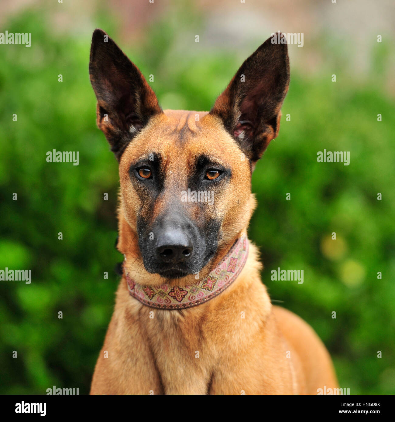My Image 32