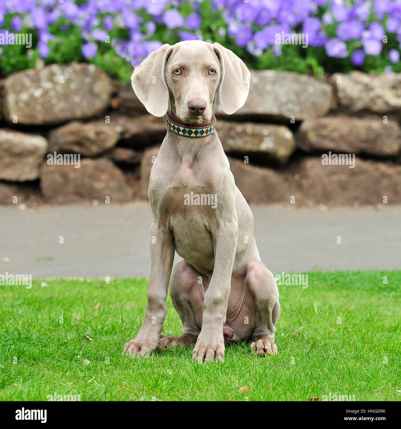 Weimaraner Welpe