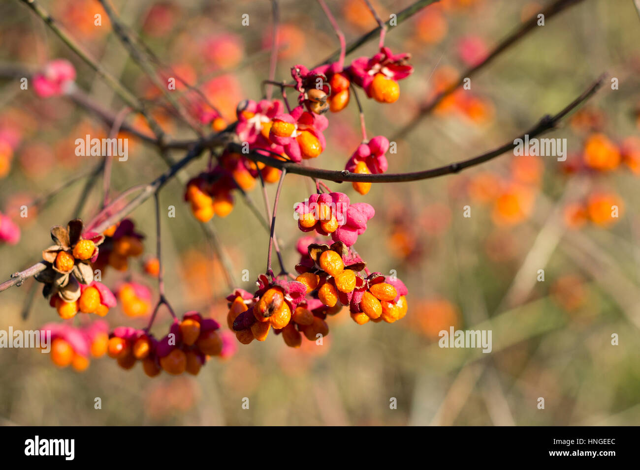 Euonymus europaeus Stockfoto