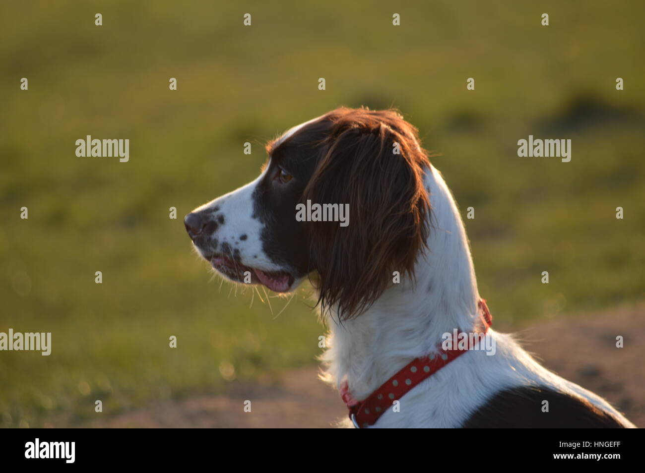 Ein English Springer Spaniel im freien Stockfoto