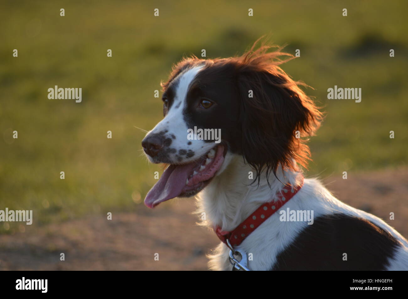 Ein English Springer Spaniel im freien Stockfoto