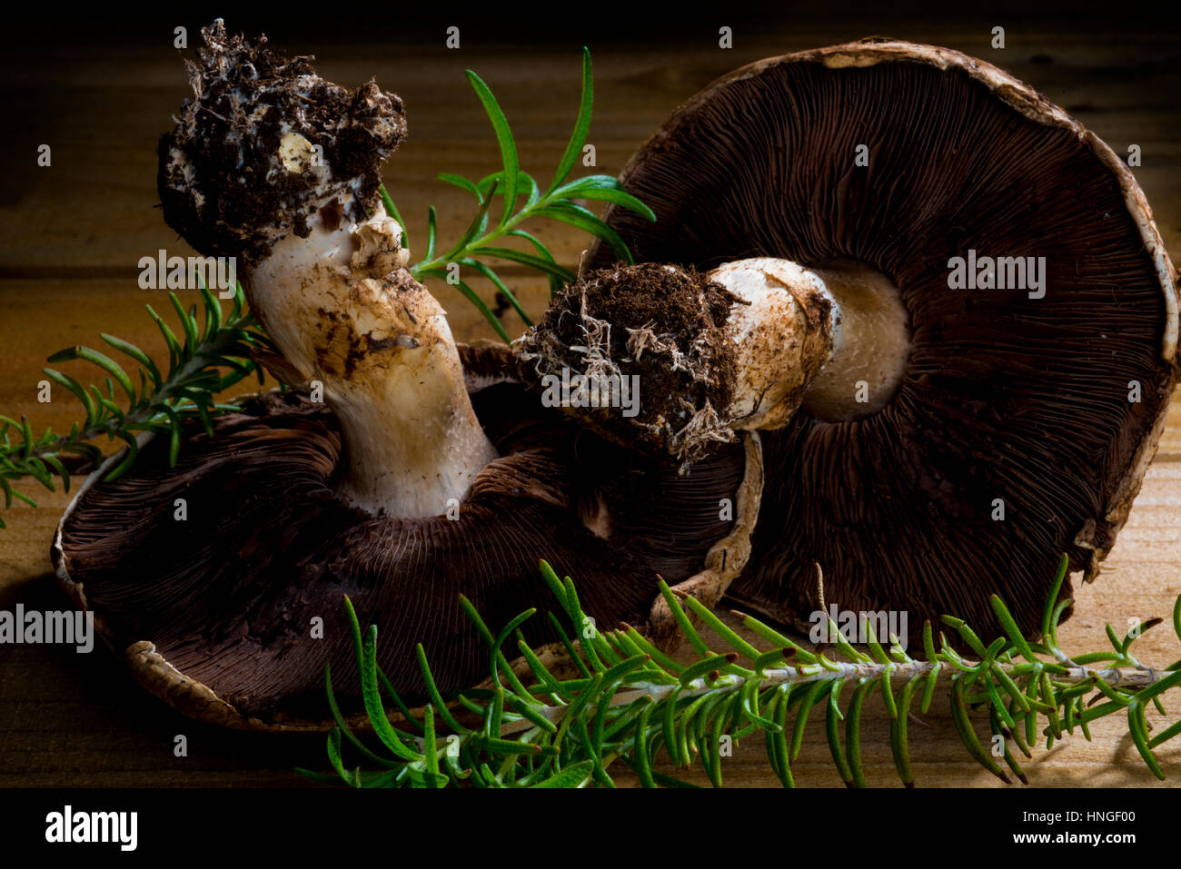zwei Potrabella-Pilze mit Rosmarin auf Holztisch Stockfoto