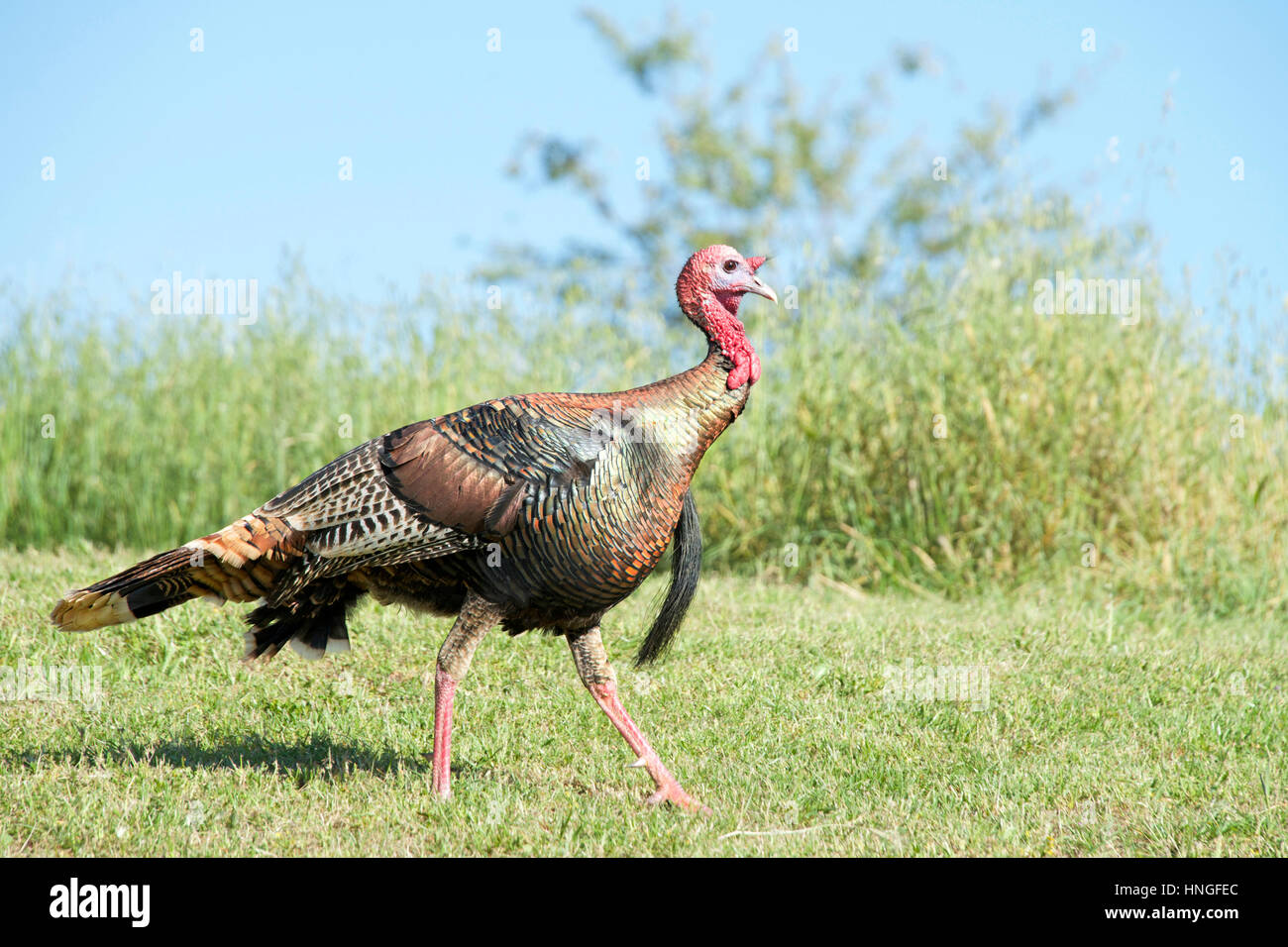 Wilde truthenne Fotos und Bildmaterial in hoher Auflösung Alamy