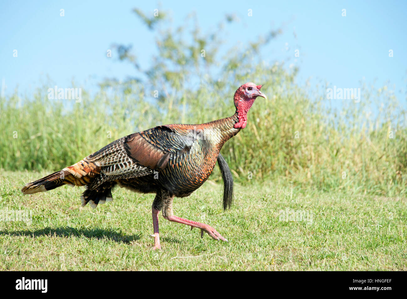 Weibliche Türkei zu Fuß durch einen grasbewachsenen Hang Feld in Hayward, Kalifornien. Wilde Truthähne. Stockfoto