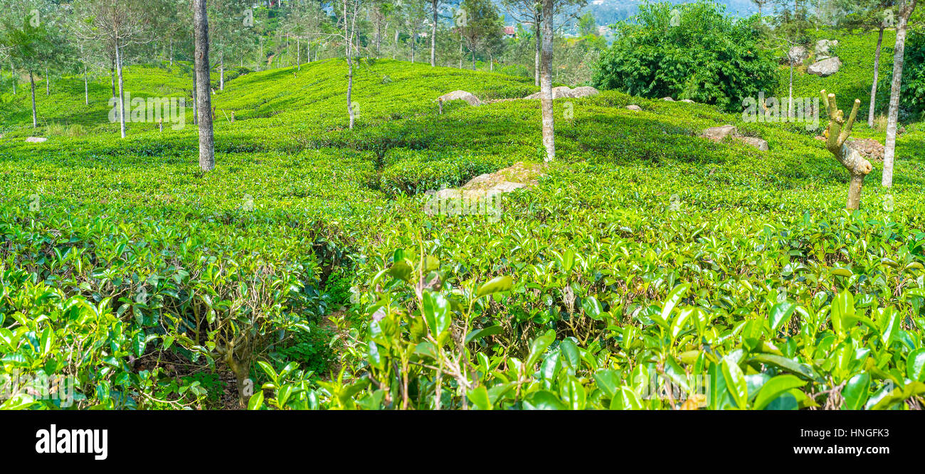 Dicht gepflanzt Tee hinschaut Sträucher wie ein Teppich, der Hügel in Sri Lanka abdeckt Stockfoto